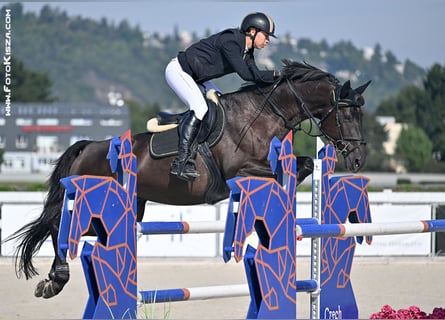 Caballo de salto Oldenburgo, Caballo castrado, 9 años, 170 cm, Negro