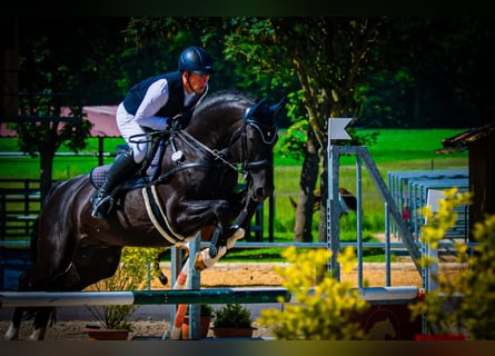 Caballo de salto Oldenburgo, Semental, 12 años, 170 cm, Negro