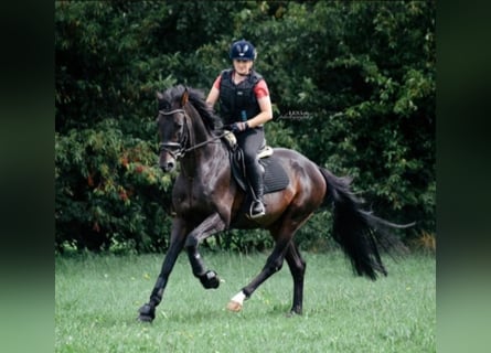 Caballo de salto Oldenburgo, Semental, 17 años, 168 cm, Morcillo