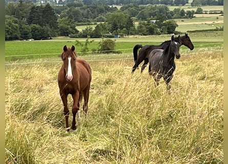 Caballo de salto Oldenburgo, Semental, 1 año, 154 cm, Alazán