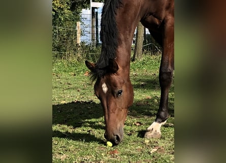 Caballo de salto Oldenburgo, Semental, 1 año, 162 cm, Castaño