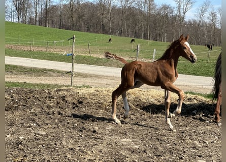 Caballo de salto Oldenburgo, Semental, 1 año, 170 cm, Alazán