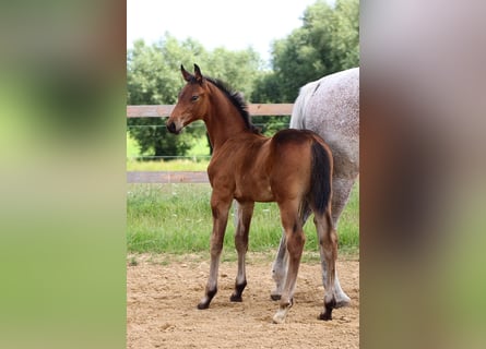 Caballo de salto Oldenburgo, Semental, 1 año, 170 cm, Castaño