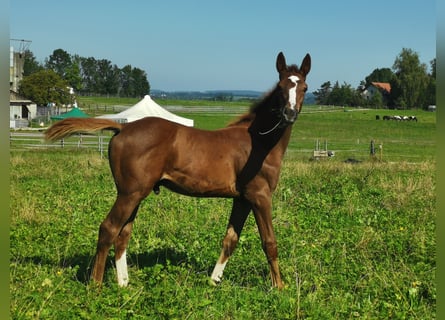 Caballo de salto Oldenburgo, Semental, 1 año, Alazán