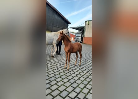 Caballo de salto Oldenburgo, Semental, 1 año, Alazán