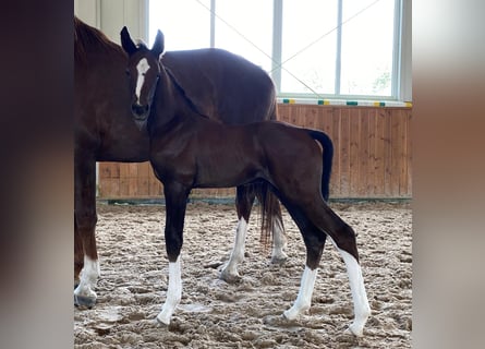 Caballo de salto Oldenburgo, Semental, 1 año, Alazán