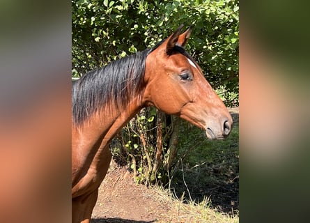 Caballo de salto Oldenburgo, Semental, 1 año, Castaño