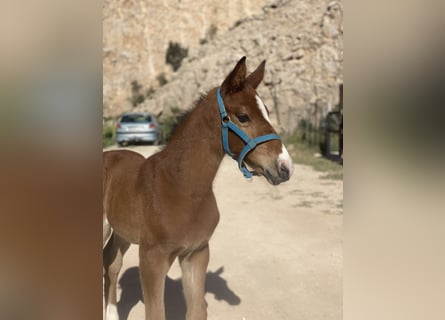 Caballo de salto Oldenburgo, Semental, 1 año, Castaño