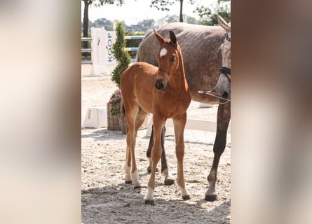 Caballo de salto Oldenburgo, Semental, 1 año, Castaño