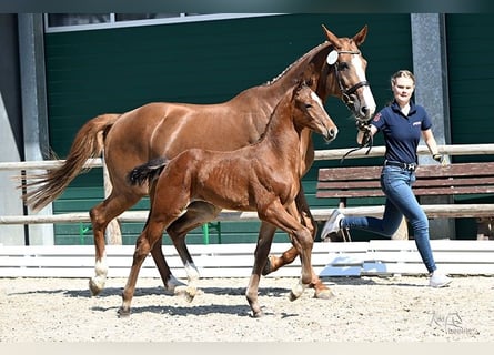 Caballo de salto Oldenburgo, Semental, 1 año, Castaño