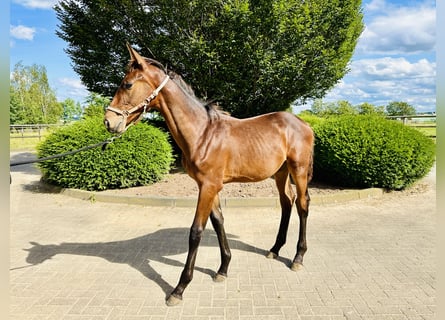 Caballo de salto Oldenburgo, Semental, 1 año, Castaño