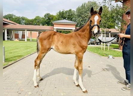 Caballo de salto Oldenburgo, Semental, 1 año, Castaño