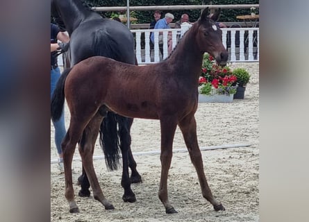 Caballo de salto Oldenburgo, Semental, 1 año, Castaño oscuro