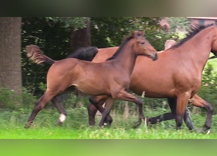 Caballo de salto Oldenburgo, Semental, 1 año, Castaño oscuro