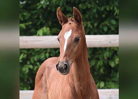 Caballo de salto Oldenburgo, Semental, 1 año, Musgo