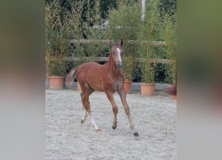 Caballo de salto Oldenburgo, Semental, 1 año, Tordo