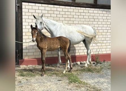 Caballo de salto Oldenburgo, Semental, 1 año, Tordo