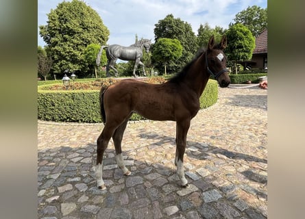 Caballo de salto Oldenburgo, Semental, 2 años, 122 cm, Castaño