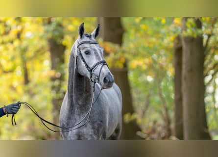 Caballo de salto Oldenburgo, Semental, 2 años, 161 cm, Tordo