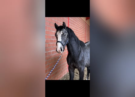 Caballo de salto Oldenburgo, Semental, 2 años, 162 cm, Tordo