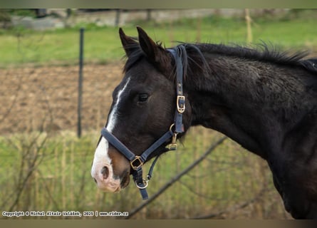 Caballo de salto Oldenburgo, Semental, 2 años, 165 cm, Castaño oscuro