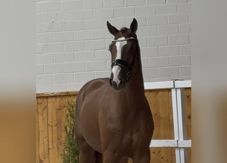 Caballo de salto Oldenburgo, Semental, 2 años, 170 cm, Alazán-tostado