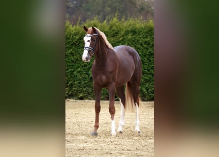 Caballo de salto Oldenburgo, Semental, 2 años, 170 cm, Alazán-tostado