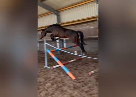 Caballo de salto Oldenburgo, Semental, 2 años, 170 cm, Castaño