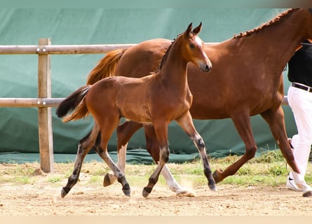 Caballo de salto Oldenburgo, Semental, 2 años, 170 cm, Castaño
