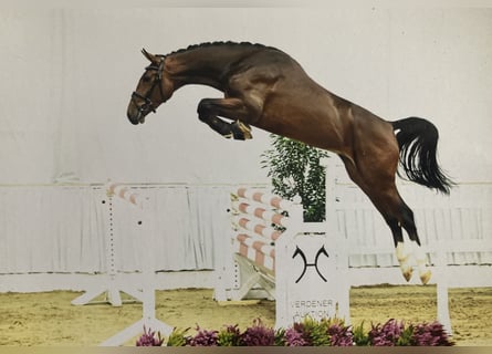 Caballo de salto Oldenburgo, Semental, 2 años, 173 cm, Castaño oscuro