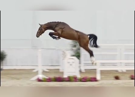 Caballo de salto Oldenburgo, Semental, 2 años, 173 cm, Castaño oscuro