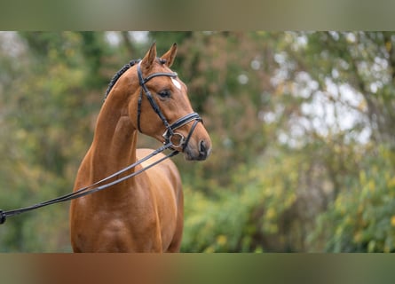Caballo de salto Oldenburgo, Semental, 2 años, Castaño