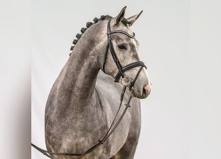 Caballo de salto Oldenburgo, Semental, 2 años, Tordo