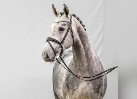 Caballo de salto Oldenburgo, Semental, 2 años, Tordo