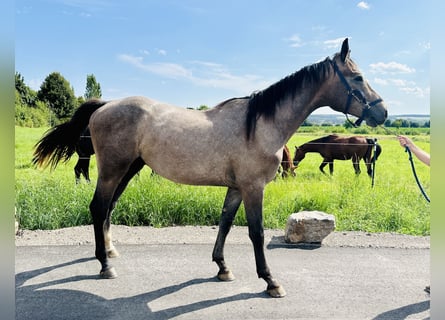 Caballo de salto Oldenburgo, Semental, 2 años, Tordo