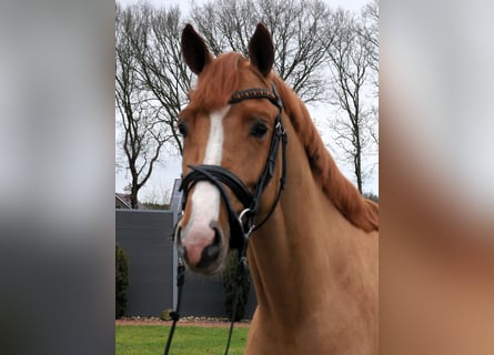 Caballo de salto Oldenburgo, Semental, 3 años, 158 cm, Alazán