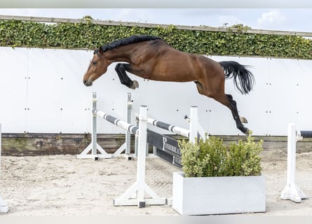 Caballo de salto Oldenburgo, Semental, 3 años, 162 cm, Castaño