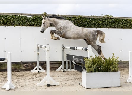 Caballo de salto Oldenburgo, Semental, 3 años, 167 cm, Tordo