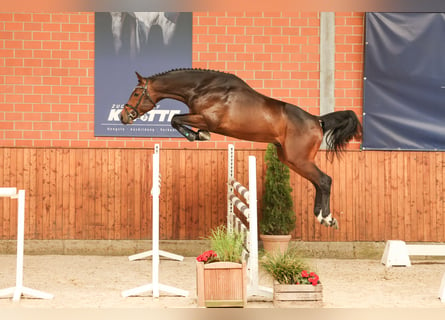 Caballo de salto Oldenburgo, Semental, 3 años, 168 cm, Castaño oscuro