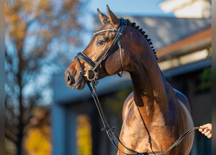 Caballo de salto Oldenburgo, Semental, 3 años, 170 cm, Castaño oscuro