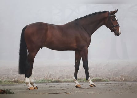 Caballo de salto Oldenburgo, Semental, 3 años, 171 cm, Castaño oscuro