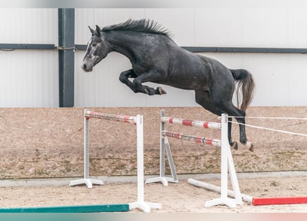 Caballo de salto Oldenburgo, Semental, 3 años, 175 cm, Tordo