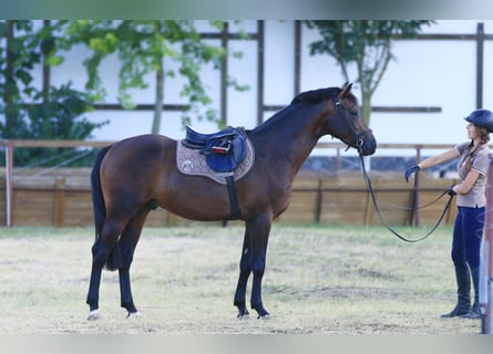 Caballo de salto Oldenburgo, Semental, 4 años, 160 cm, Castaño oscuro