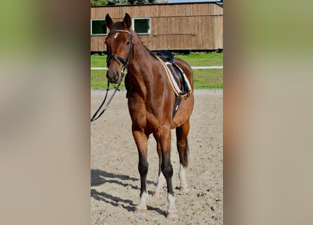 Caballo de salto Oldenburgo, Semental, 4 años, 163 cm, Castaño