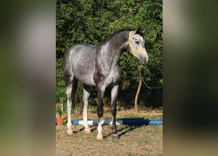 Caballo de salto Oldenburgo, Semental, 4 años, 169 cm, Tordo rodado