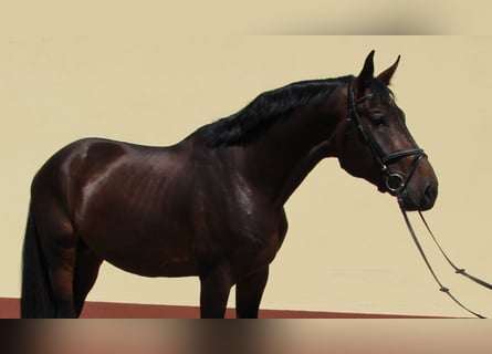 Caballo de salto Oldenburgo, Semental, 4 años, 173 cm, Castaño oscuro