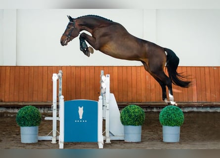 Caballo de salto Oldenburgo, Semental, 4 años, 173 cm, Castaño oscuro