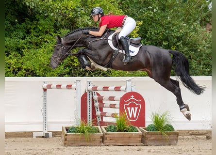 Caballo de salto Oldenburgo, Semental, 5 años, 166 cm, Morcillo