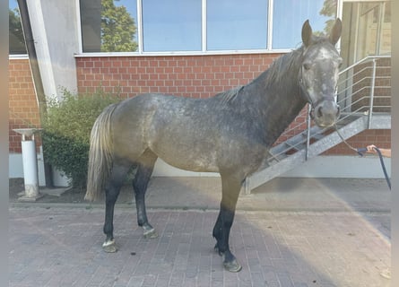 Caballo de salto Oldenburgo, Semental, 5 años, Tordo
