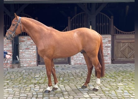 Caballo de salto Oldenburgo, Semental, 7 años, 169 cm, Alazán